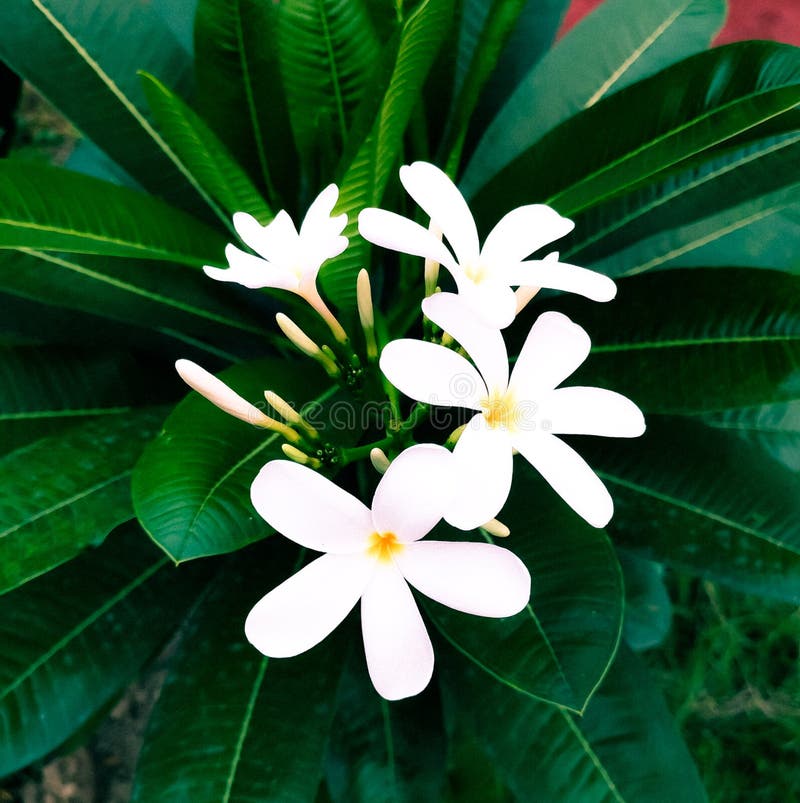 A beautiful macro shot of gardenia taitensis.